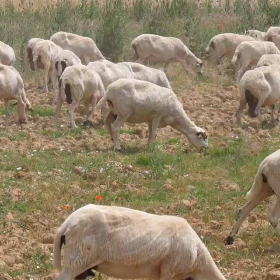 El mejor lechazo de Asturias