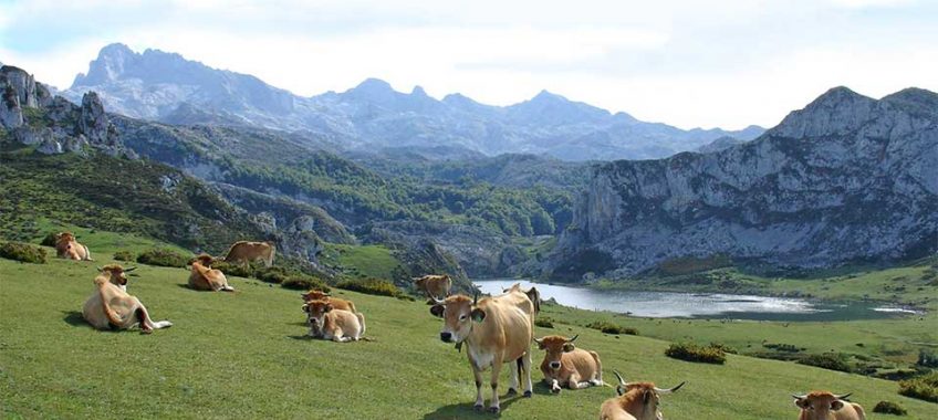 Terneras asturianas pastando en Asturias